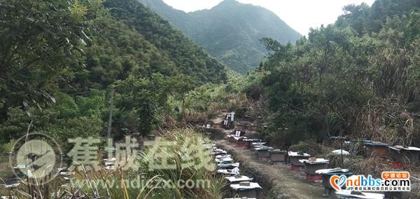 八都：林下养蜂 走上甜蜜致富路-6.jpg