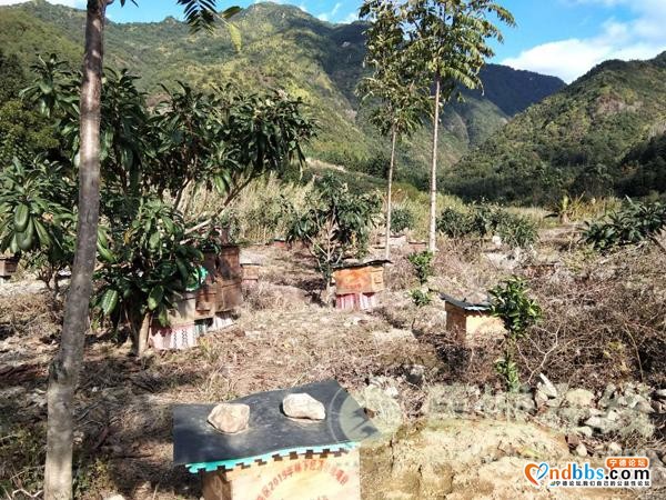 八都：林下养蜂 走上甜蜜致富路-8.jpg