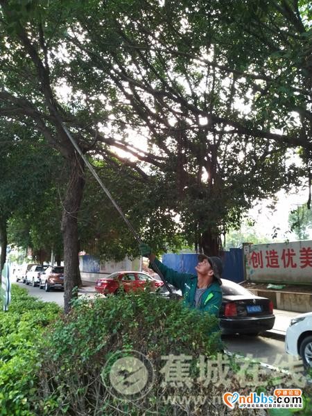蕉城：助力创城 园林工人在行动-2.jpg