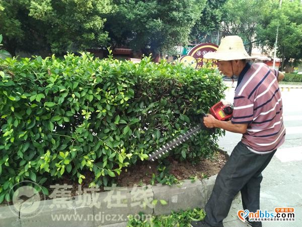 蕉城：助力创城 园林工人在行动-3.jpg