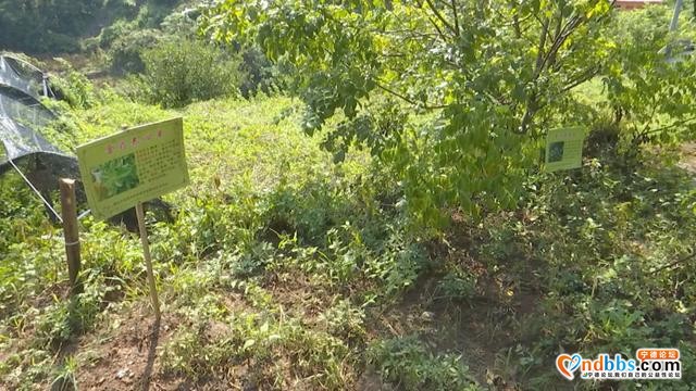 省卫健委、文旅厅专家组调研宁德市畲族医药文化宣传教育基地建设工作-5.jpg