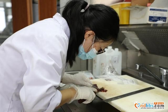 宁德：病理医生：显微镜下捍卫医学之本-4.jpg