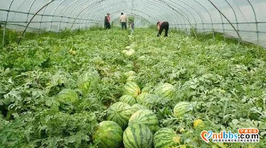 宅中：做好农文旅融合 传统古村焕新颜-13.jpg