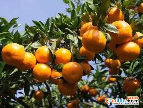 宅中：做好农文旅融合 传统古村焕新颜-17.jpg