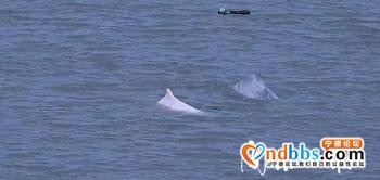 宁德有个“海豚湾”！这里又现白海豚啦-1.jpg