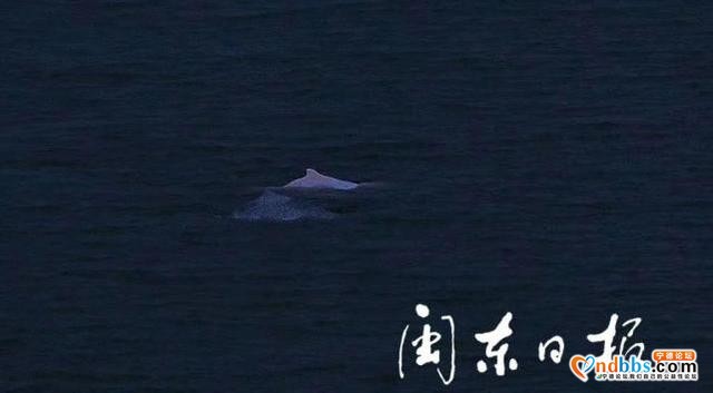 宁德有个“海豚湾”！这里又现白海豚啦-3.jpg