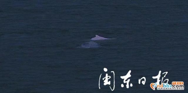 宁德有个“海豚湾”！这里又现白海豚啦-2.jpg