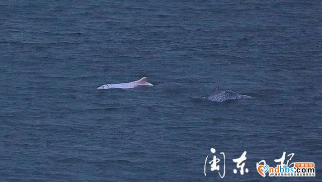 宁德有个“海豚湾”！这里又现白海豚啦-4.jpg