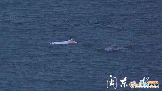宁德有个“海豚湾”！这里又现白海豚啦-5.jpg