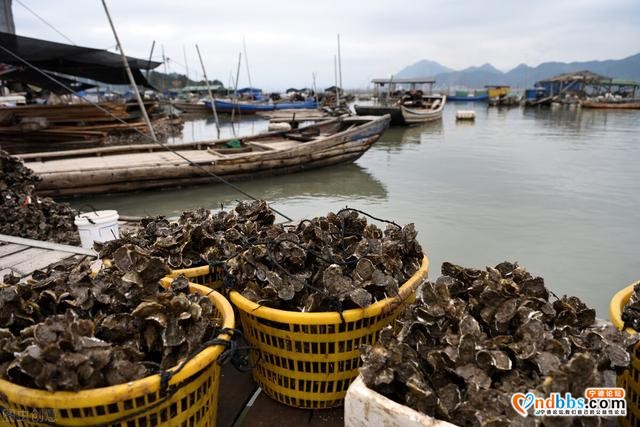 宁德霞浦：“海鲜之都”与野生大黄鱼的较量-1.jpg