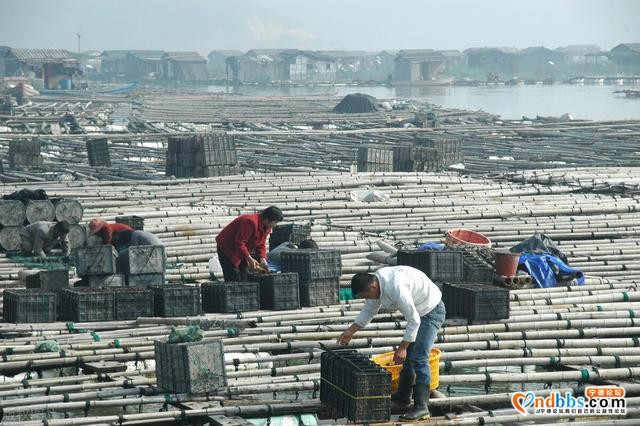 宁德霞浦：“海鲜之都”与野生大黄鱼的较量-7.jpg