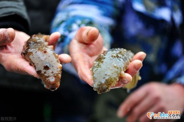 宁德霞浦：“海鲜之都”与野生大黄鱼的较量-8.jpg