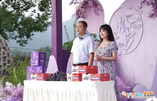 福安松罗晚熟葡萄节直播活动玩了什么？一起来看-1.jpg