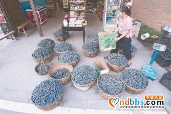 宁德福安穆云畲族乡：丰收的葡萄沟「组图」-3.jpg