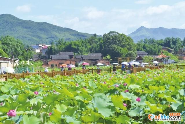 旅游小镇、文化体验小镇……一幅美丽宜居的画卷已在蕉城大地铺开-5.jpg