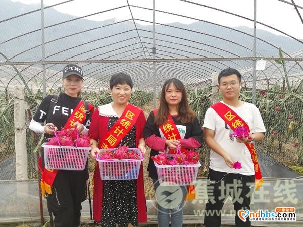 蕉城区统计局开展助农采摘活动庆祝农民丰收节-1.jpg