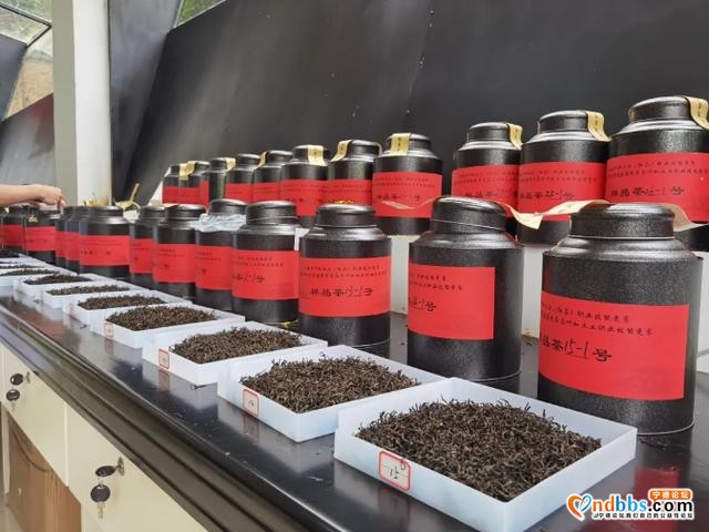 坦洋工夫今年组团首展，后劲十足-4.jpg