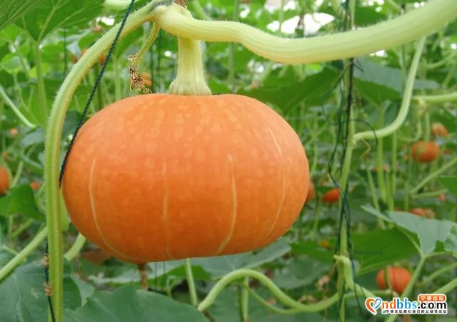我们的节日·中秋 | 年年排长队的宁德月饼老店，今年你去了哪家？-9.jpg