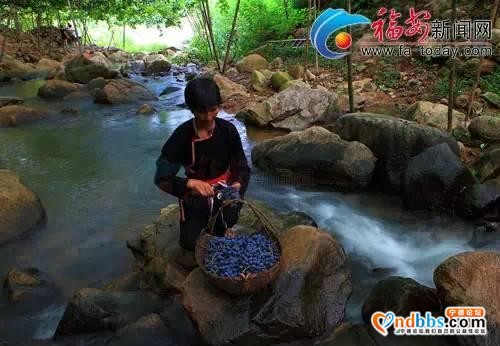 福安：迷人的“水上葡萄沟”（二）-3.jpg