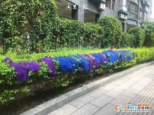 宁德新闻黑榜 | 绿化带变成了“晾晒架”-1.jpg