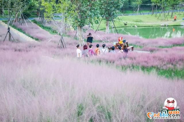 宁德市区、周边的粉黛花海已上线！粉色秋天，仙气十足，错过等一年（二）-23.jpg