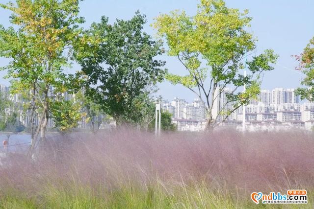 宁德市区、周边的粉黛花海已上线！粉色秋天，仙气十足，错过等一年（一）-4.jpg