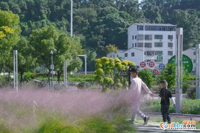 宁德市区、周边的粉黛花海已上线！粉色秋天，仙气十足，错过等一年（一）-9.jpg