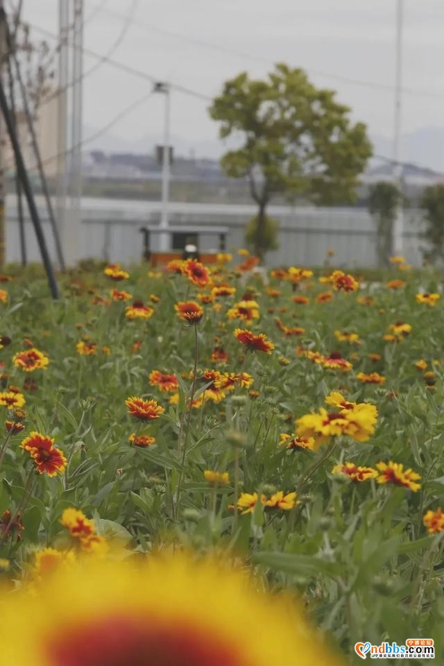 宁德市区、周边的粉黛花海已上线！粉色秋天，仙气十足，错过等一年（一）-16.jpg