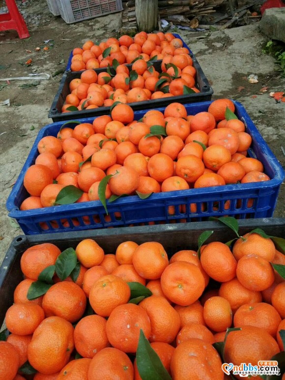 福建宁德古田县沙糖桔，自家果园无中间商，量大质优，欢迎来采购-2.jpg