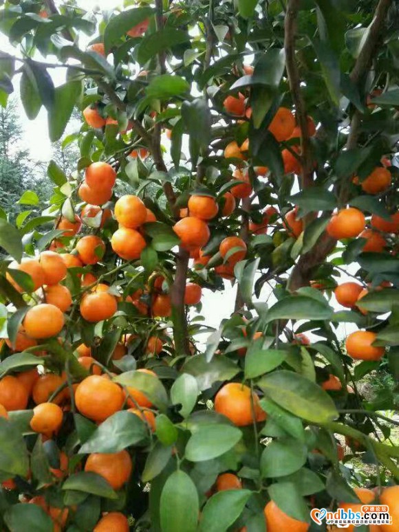 福建宁德古田县沙糖桔，自家果园无中间商，量大质优，欢迎来采购-1.jpg