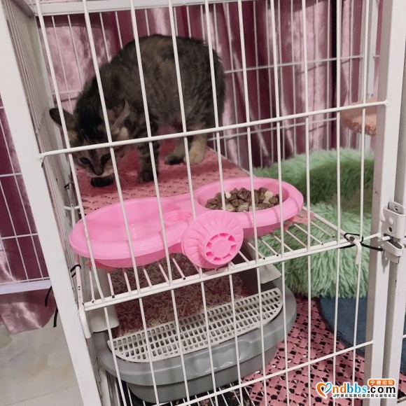 朋友因工作调动 小狸猫放在我这里 由于家里人不让养 所以只能-1.jpg