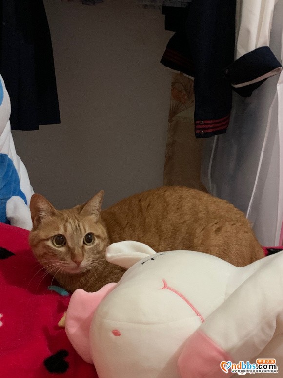 三岁多母猫求领养 已绝育驱虫疫苗齐全-1.jpg