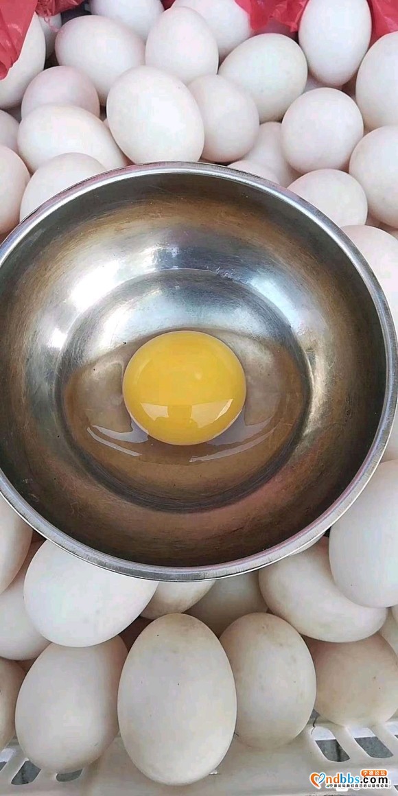 懂的来！白鹭鸭蛋，药用鸭-3.jpg