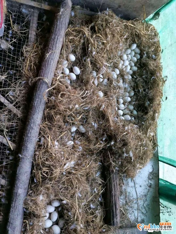 懂的来！白鹭鸭蛋，药用鸭-2.jpg