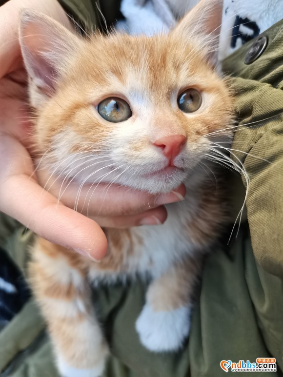 小橘猫寻领养有意加我vx-1.jpg