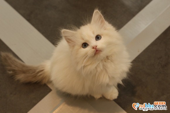 有人喜欢布偶小猫咪吗-1.jpg