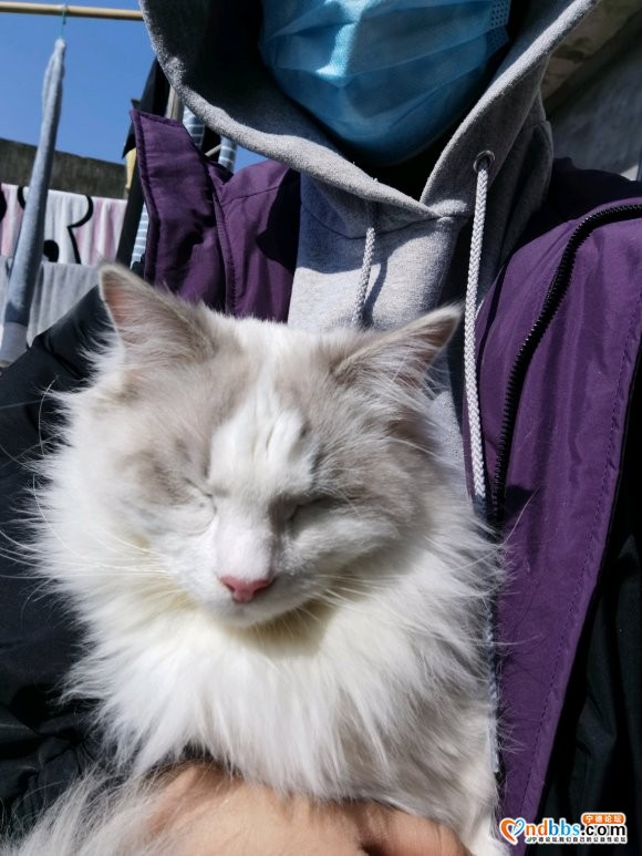 寻猫启示有偿寻猫猫从家中外出走失 家在塔山如意路117号麻烦-2.jpg