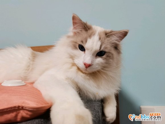 寻猫启示有偿寻猫猫从家中外出走失 家在塔山如意路117号麻烦-1.jpg