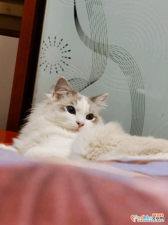 寻猫启示有偿寻猫猫从家中外出走失 家在塔山如意路117号麻烦-3.jpg