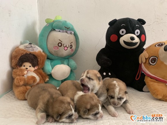 家里养的秋田。生了一窝-2.jpg
