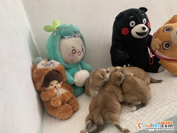 家里养的秋田。生了一窝-4.jpg