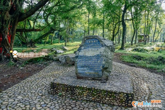 宁德霞浦“最经典”画面，老汉牵牛原来是摆拍，老榕树跟朱熹有关-4.jpg