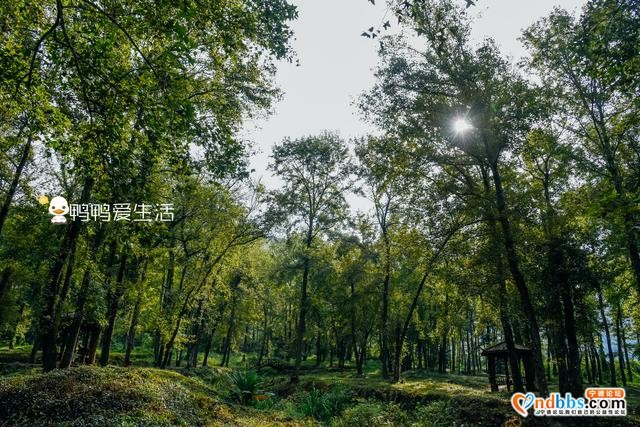 宁德霞浦“最经典”画面，老汉牵牛原来是摆拍，老榕树跟朱熹有关-5.jpg