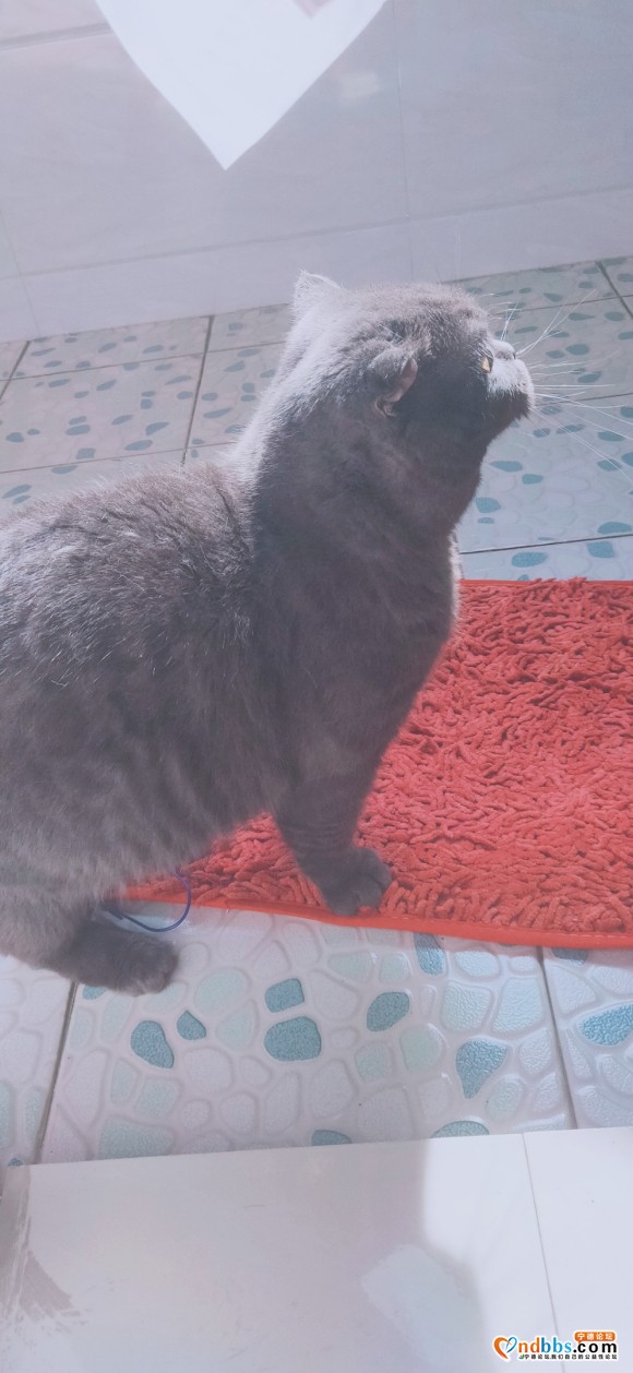 宁德英短求领养 家里养不了了-1.jpg