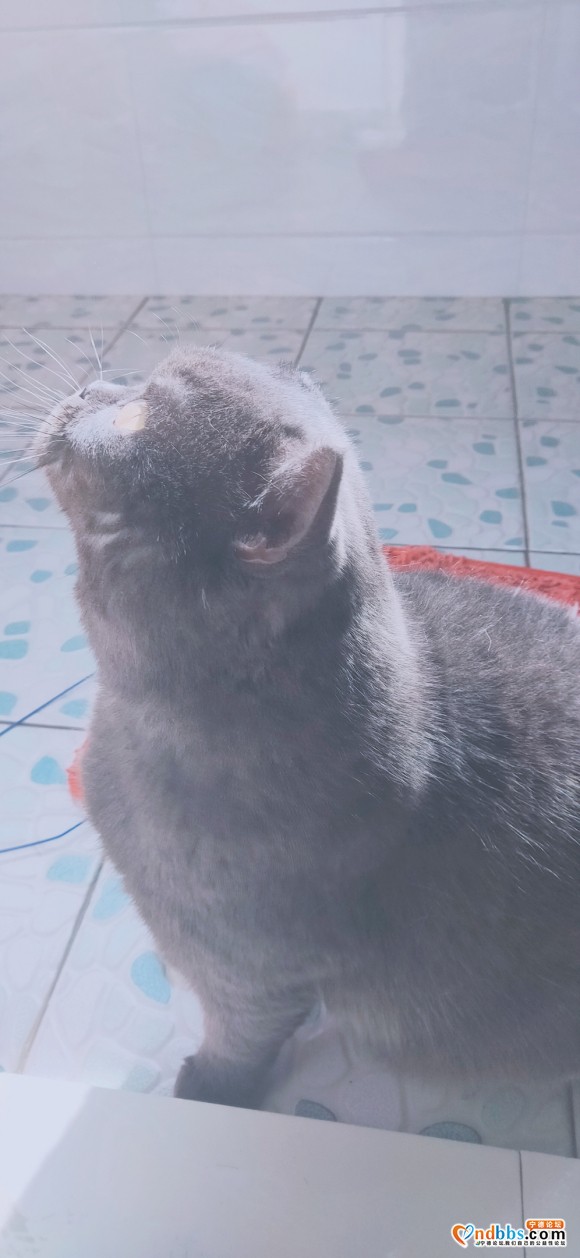 宁德英短求领养 家里养不了了-2.jpg