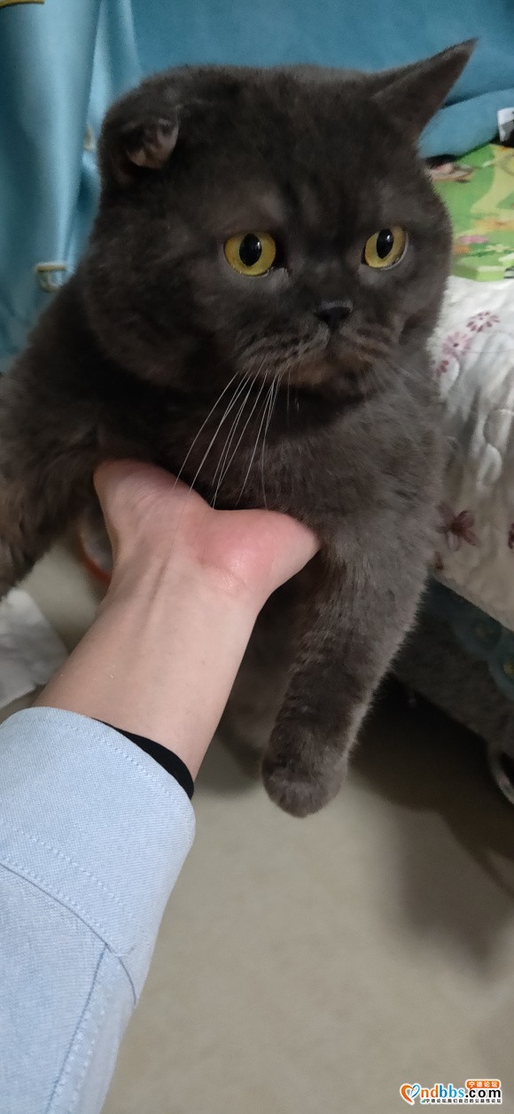 宁德英短求领养 家里养不了了-3.jpg