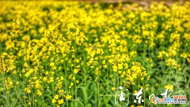 云游宁德｜草原风光、牛羊成群……古田这个村庄也有-3.jpg