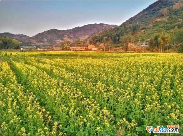 宁德人就今天！带上你的“李焕英”打卡千亩油菜花海-20.jpg