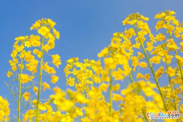 宁德丨直冲23℃！即将回暖！一大波油菜花海怒放，美哭了…-26.jpg