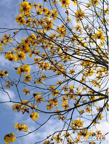 美翻了！宁德这里满目金黄，“巴西国花”迎春怒放，马上GET√-2.jpg